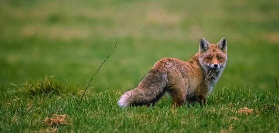 Fox
