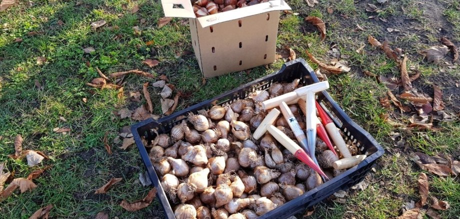 Planting action day 2022