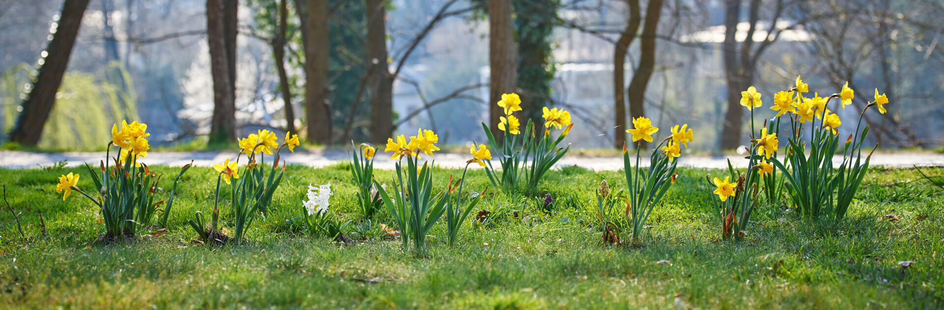 Daffodils by the roadside