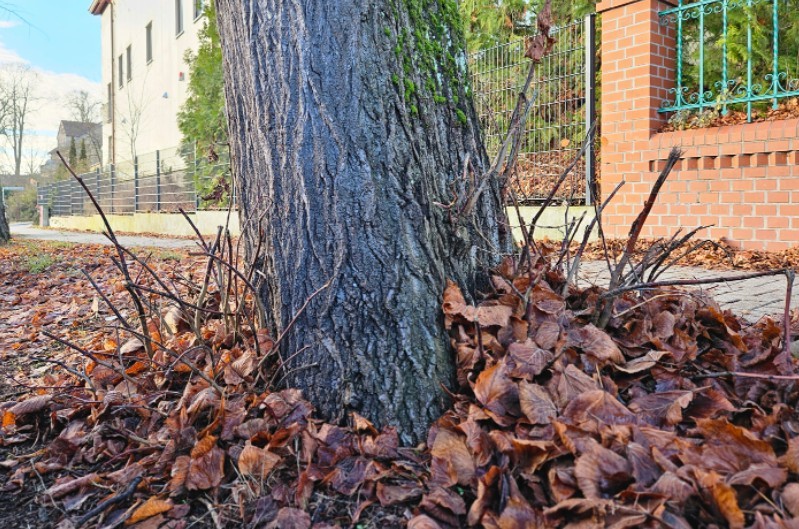 Photographie d'une pousse de tronc sur un arbre routier