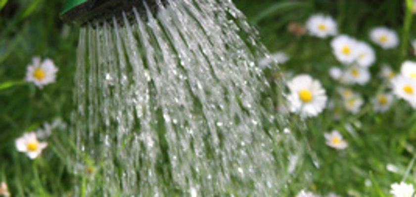 Appel à l'arrosage de nos arbres
