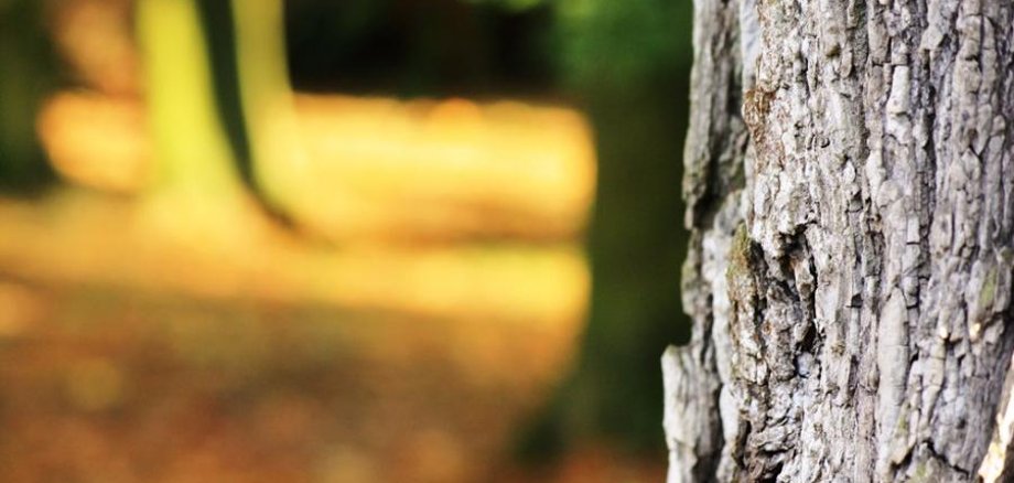 Pensez aussi aux arbres !