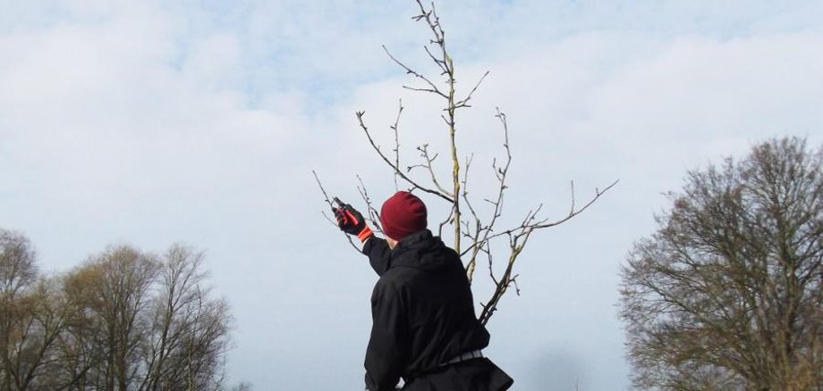 Für interessierte Rüdersdorfer*innen: Obstbaumschnitt auf der 50Hertz-Entdeckerwiese