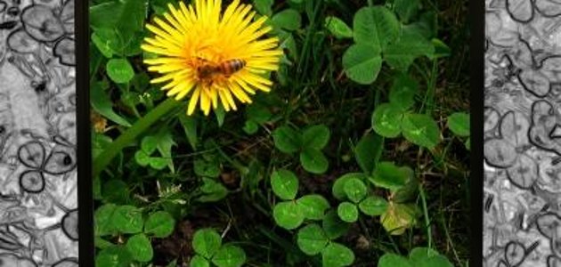 Neue Arbeitsgemeinschaften der Volkssolidarität