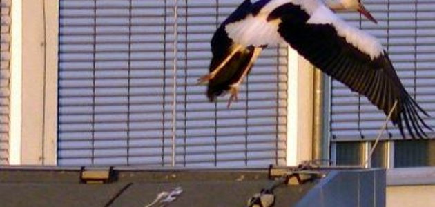 Störche in Rüdersdorf vor ihrem Flug in den Süden...