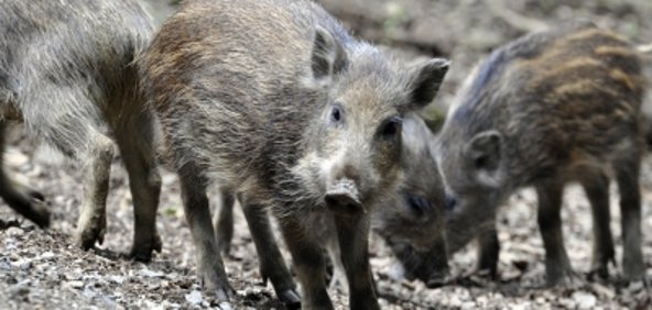 Informationen zur Grünabfallentsorgung und Schwarzwild in Wohngebieten