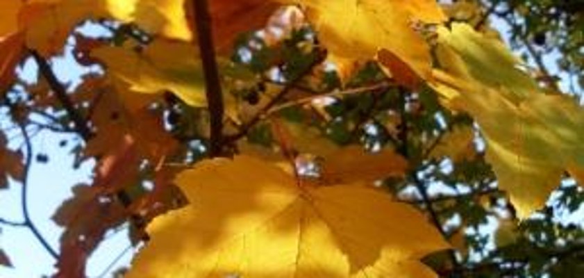 Wir entsorgen Ihr Laub