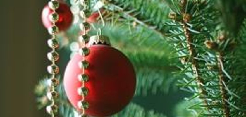 Weihnachtsbaumentsorgung!