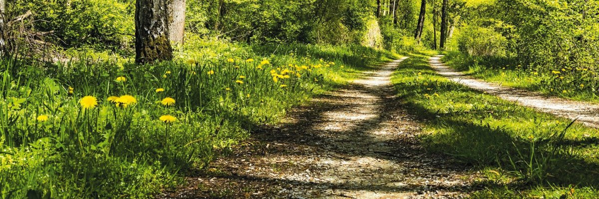 Waldweg