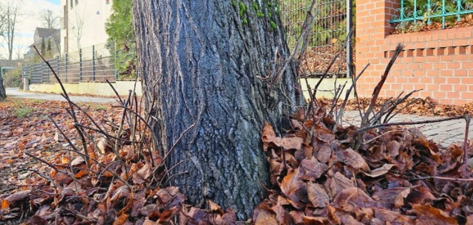 Fotoaufnahme eines Stammaustriebes an einem Straßenbaum