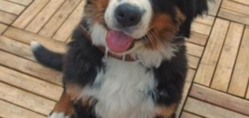 Hundehalter, aufgepasst!