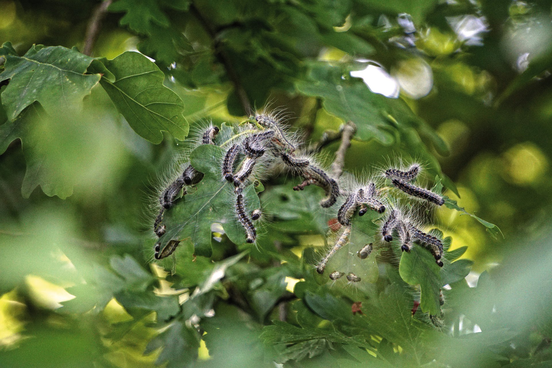 Eichenprozessionsspinner