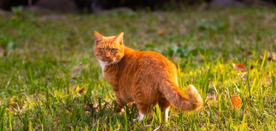 Kastrationspflicht für Katzen