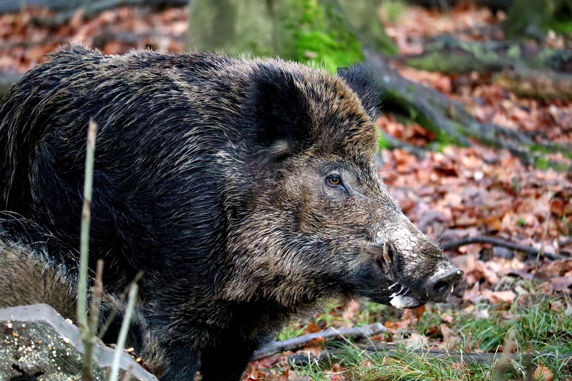 Wildschwein