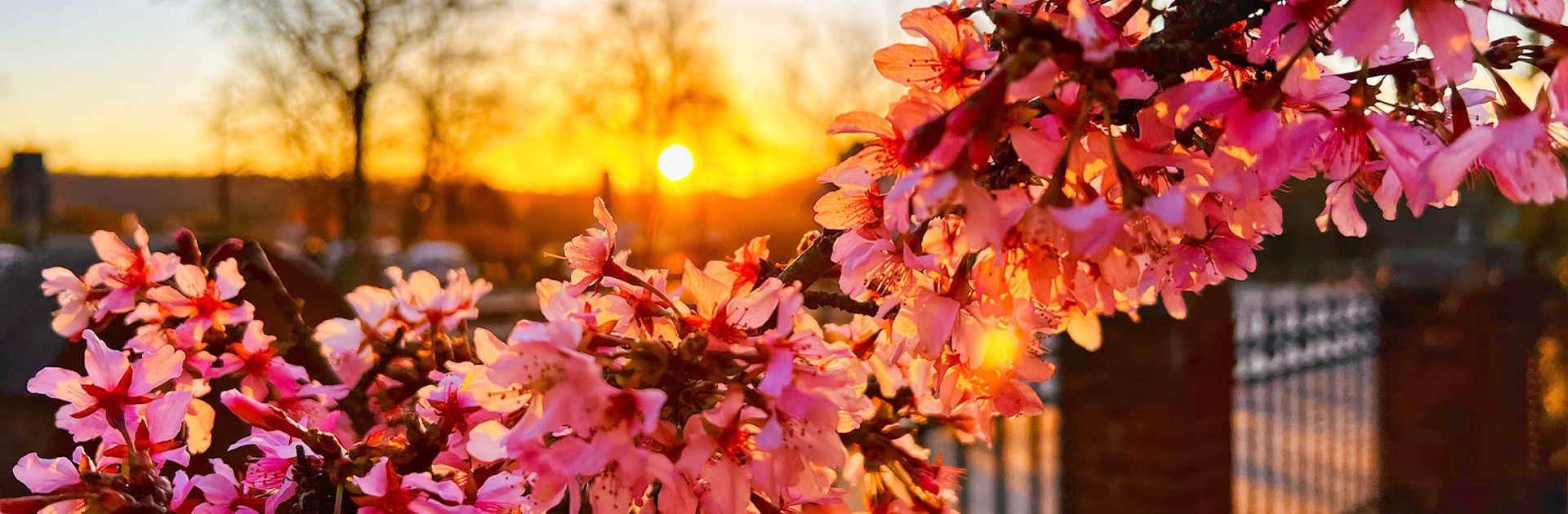 Foto eines Sonnenaufgangs mit Blüten im Vordergrund