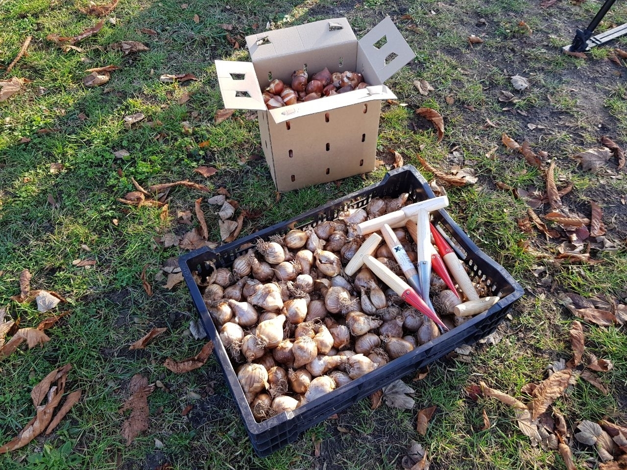 Pflanzaktionstag 2022