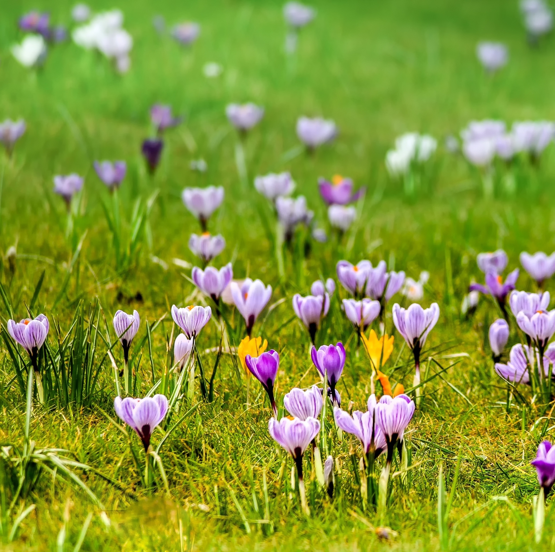 Aktuelle Infos zum Pflanzaktionstag