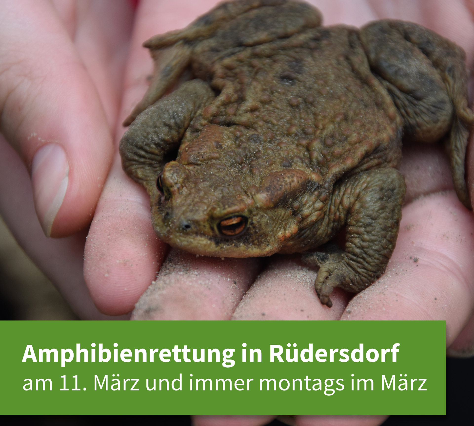 Amphibienrettung in Rüdersdorf