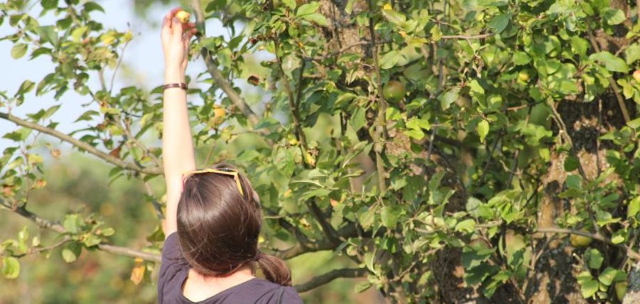 Apfelsaft von der Streuobstwiese - Ernteaktion in Rüdersdorf!