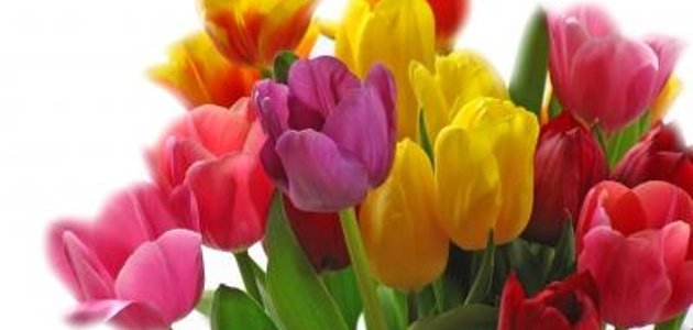 Durch die Blume sagen