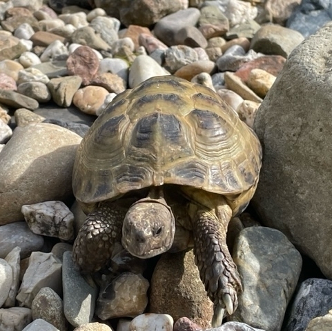 Fundschildkröte
