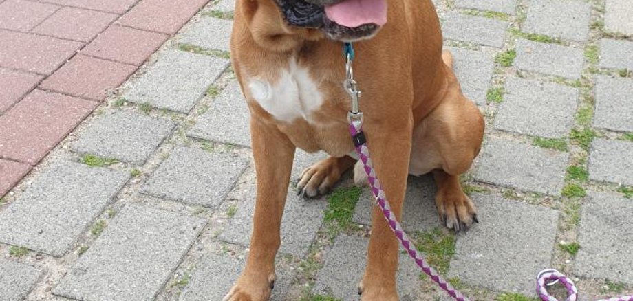 Information: Hund gefunden!