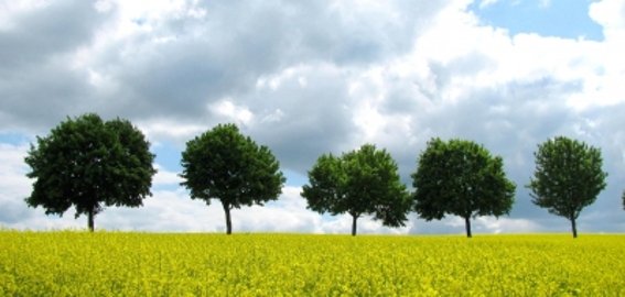 Plädoyer für öffentliches Grün