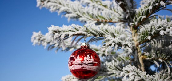Weihnachtsbäume gesucht