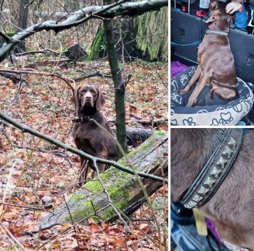 Zwei Fundtiere aus der Gemeinde